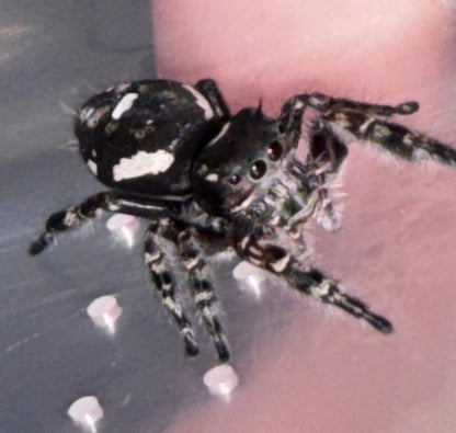 Phidippus Richmani