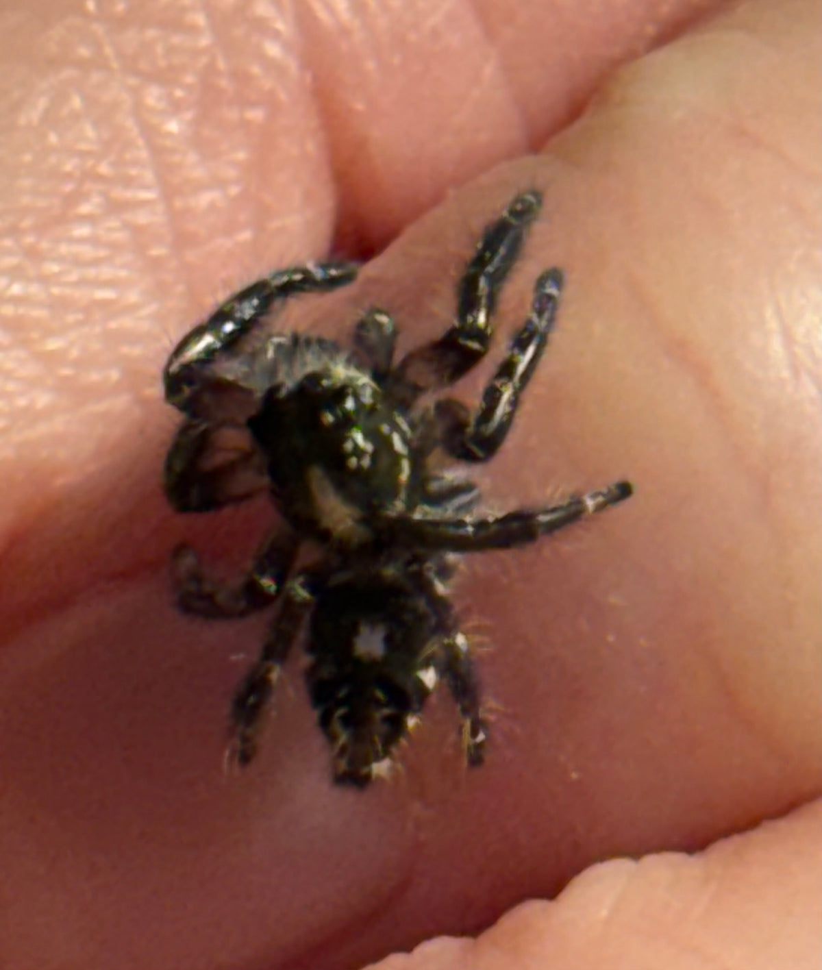 Subadult Male Hyllus diardi