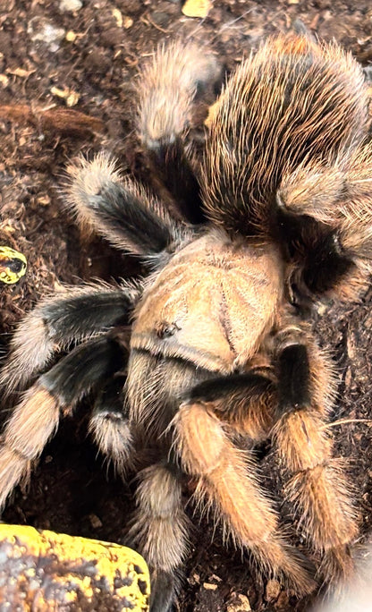 Aphonopelma chalcodes (Arizona Blonde)