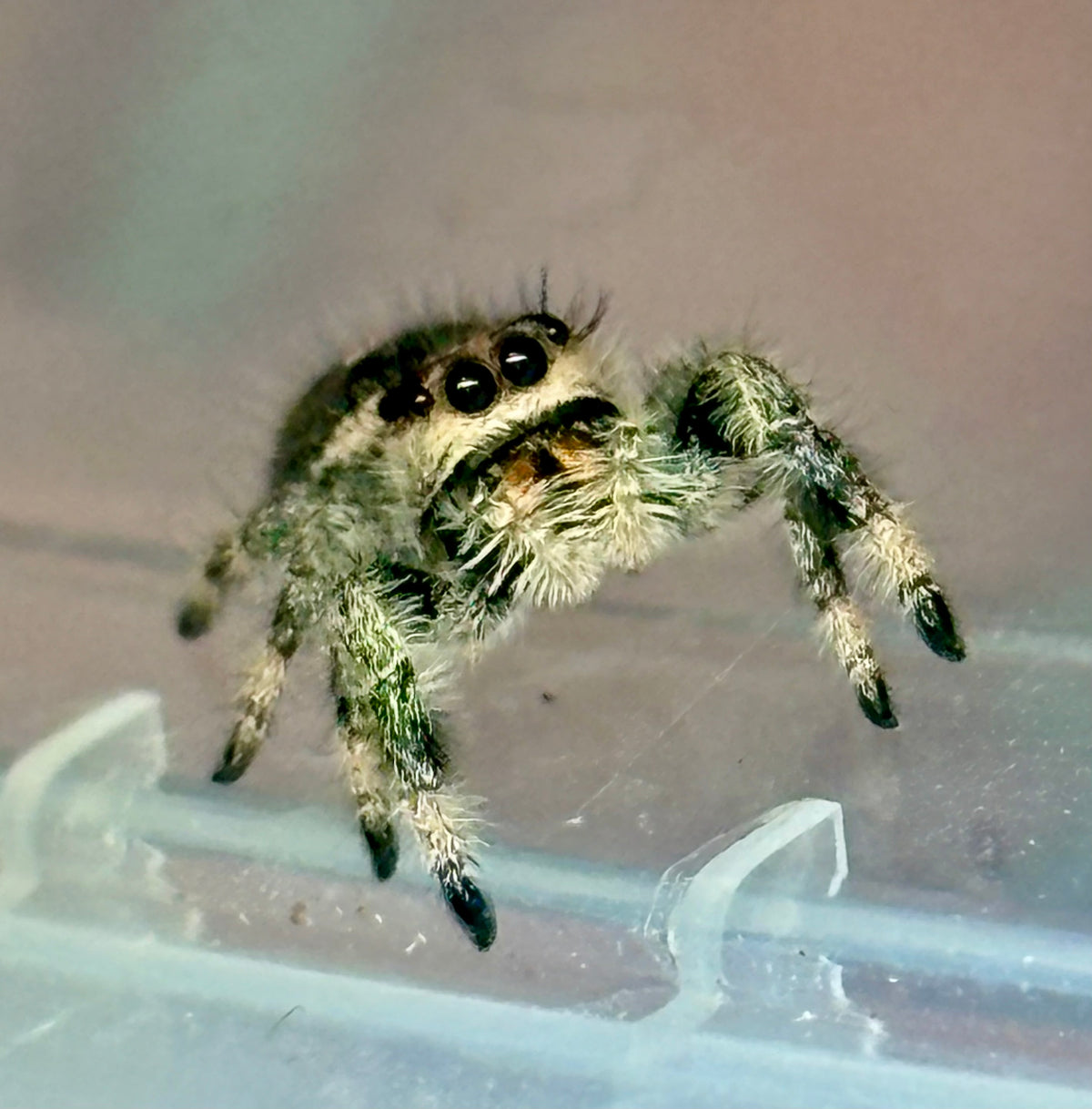 Phidippus Regius Juvenile Female