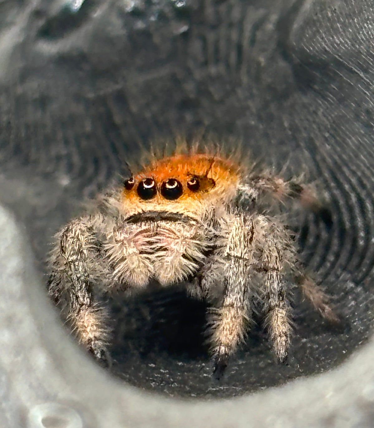 Phidippus Regius - JFR24