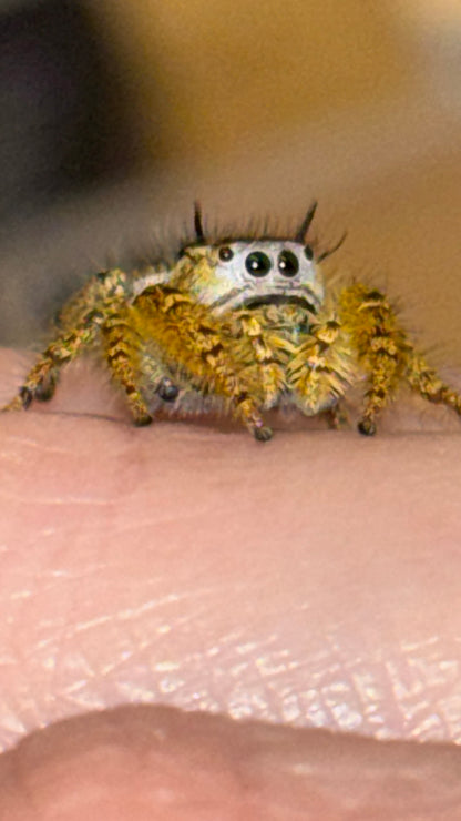 Breeder’s Choice Phidippus Arizonensis