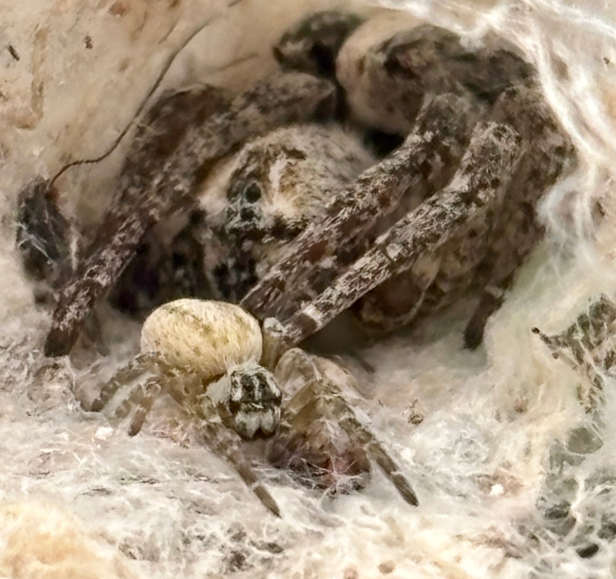 Stegodyphus lineatus | The Incredible Velvet Spider