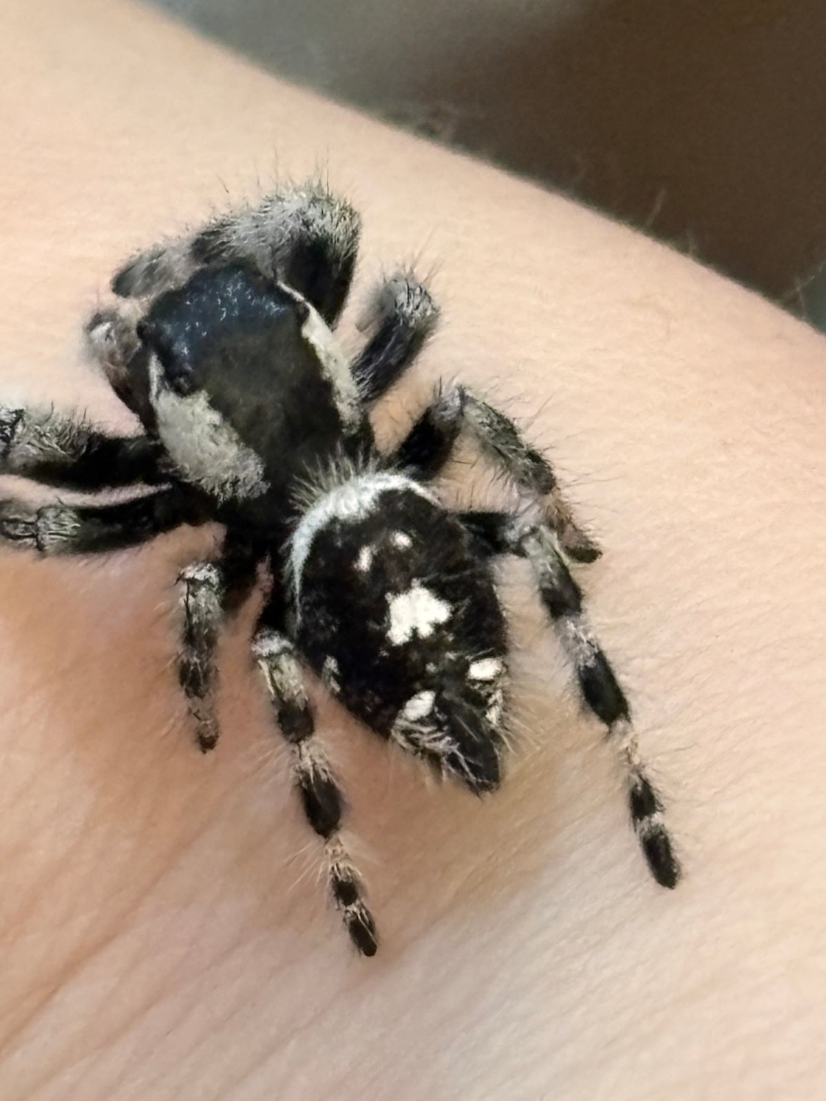 Phidippus regius × otiosus Hybrid
