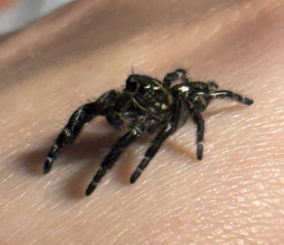 Subadult Male Hyllus diardi