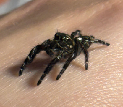 Subadult Male Hyllus diardi