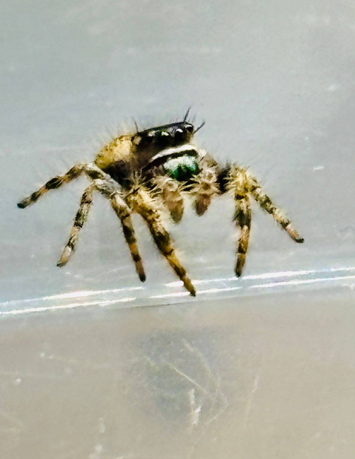 Phidippus Otiosus x Regius