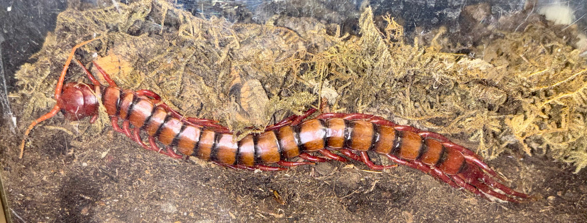 Scolopendra Dehaani