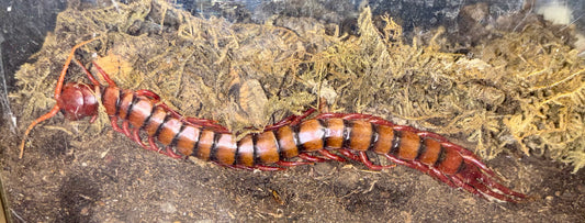 Scolopendra Dehaani