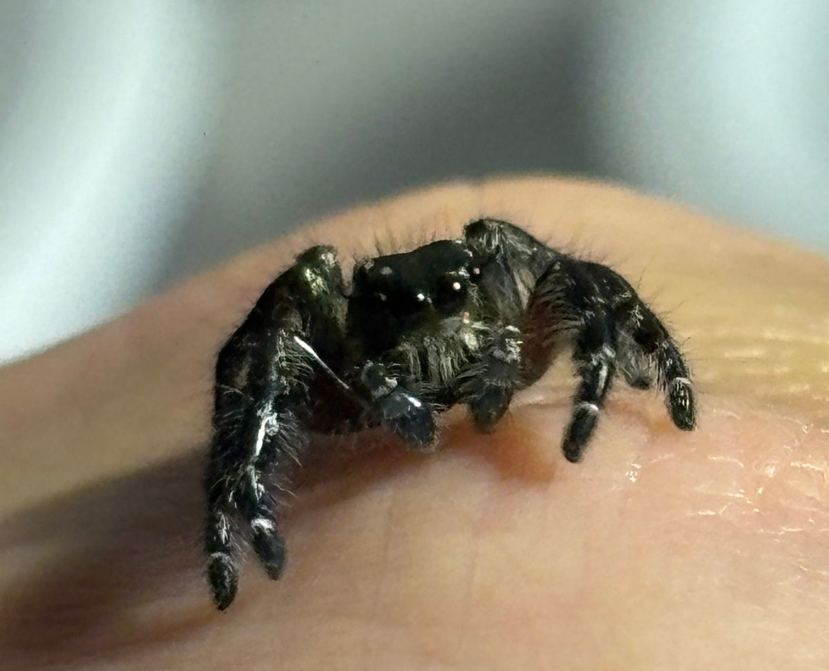 Subadult Male Hyllus diardi