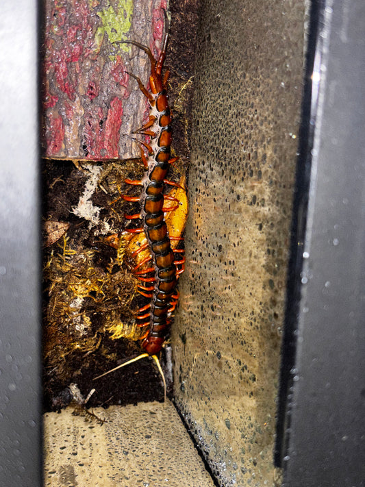 Scolopendra sp “White beard”