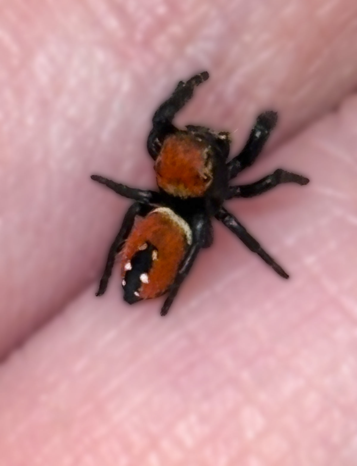 Phidippus Apacheanus