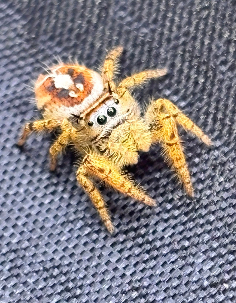 Breeder’s Choice Phidippus Arizonensis