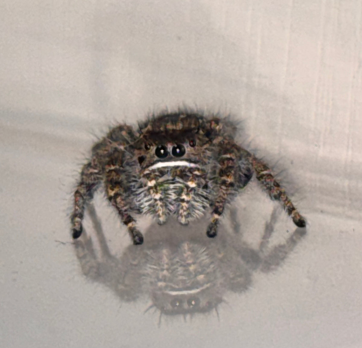Phidippus Purpuratus Mature