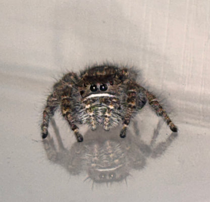 Phidippus Purpuratus Mature