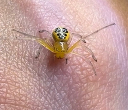 Platythomisus octomaculatus (Pikachu Crab Spider)