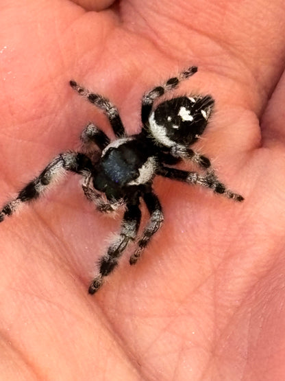Phidippus regius × otiosus Hybrid