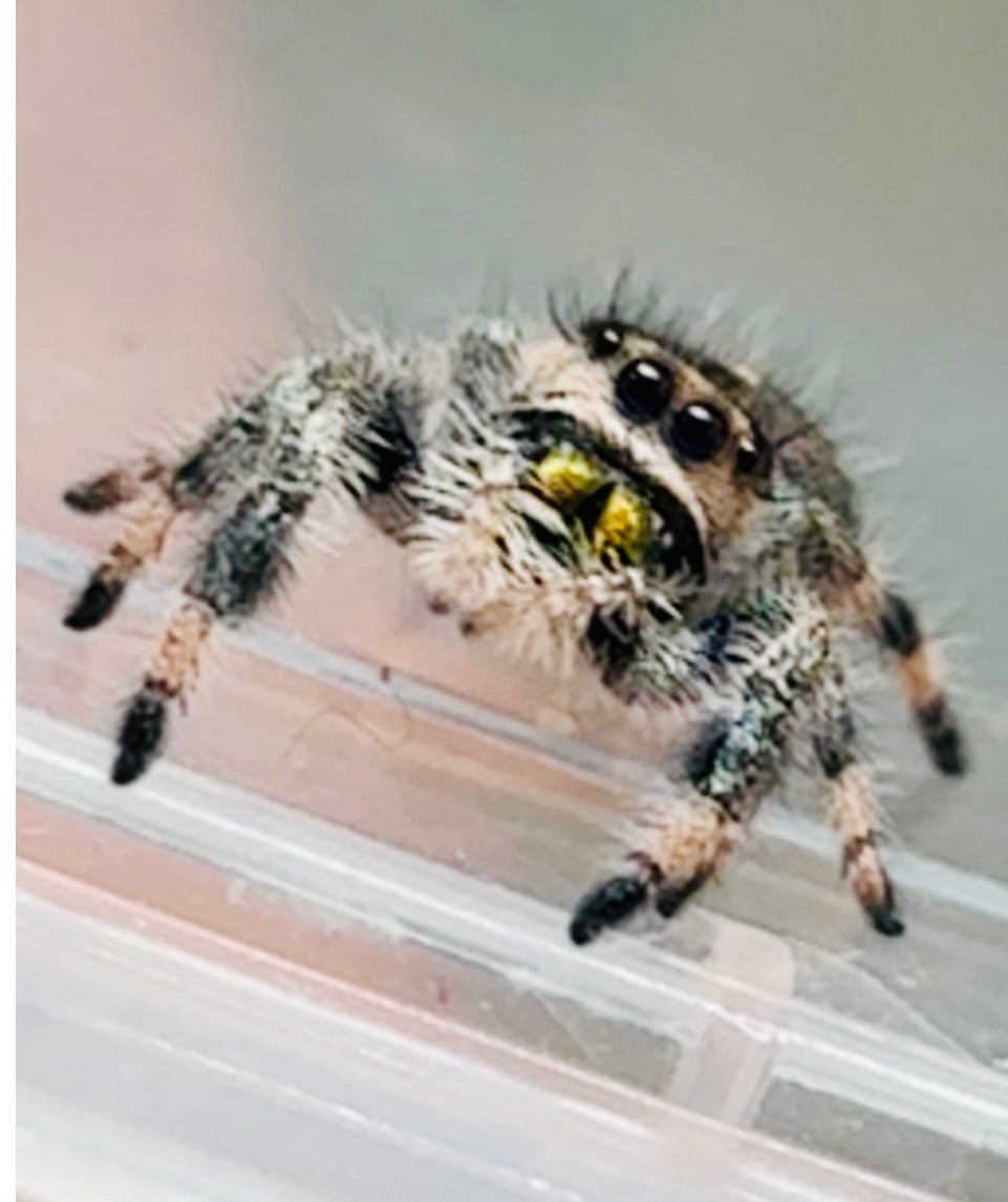 Phidippus Regius Juvenile Female