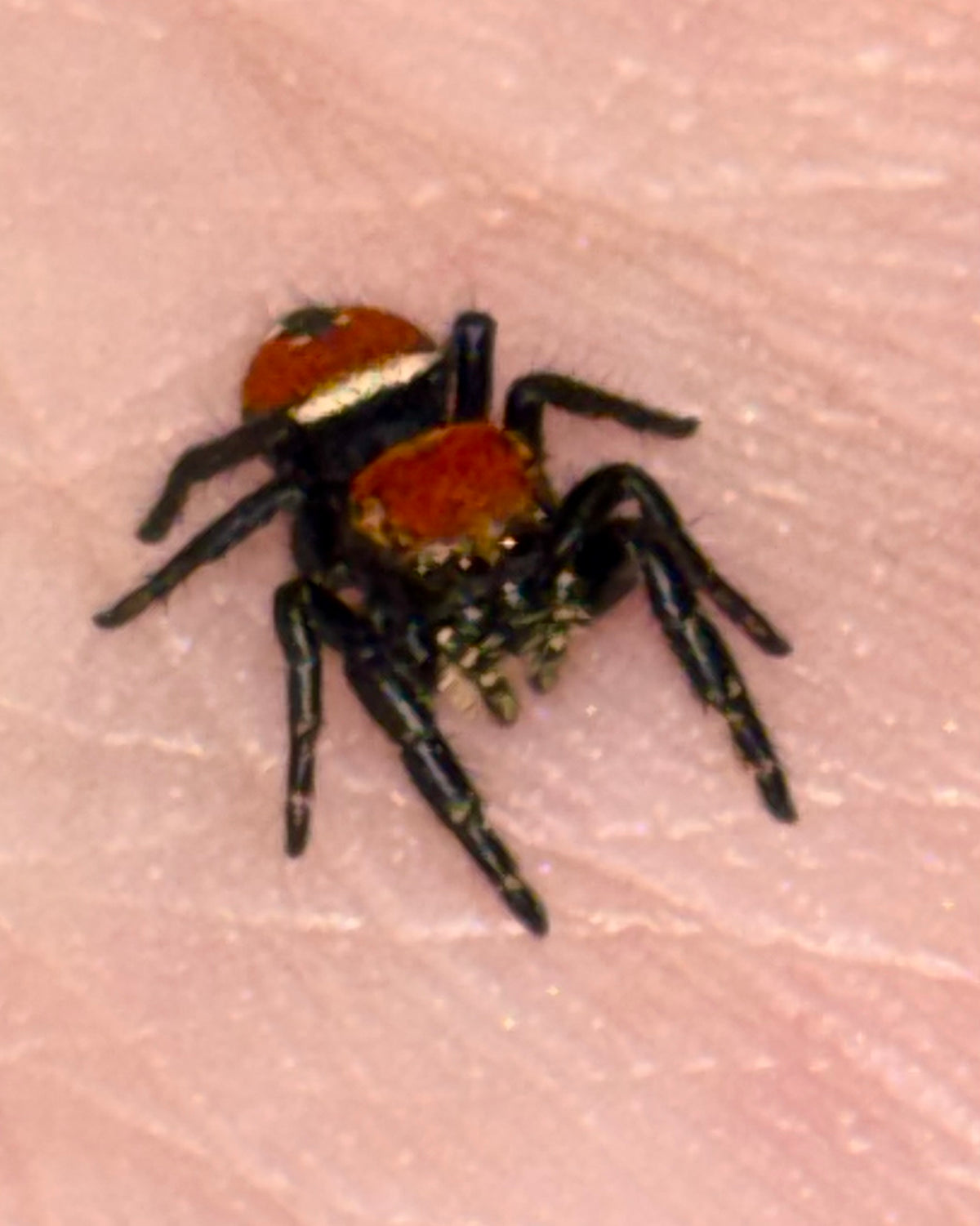 Phidippus Apacheanus
