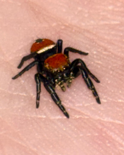 Phidippus Apacheanus