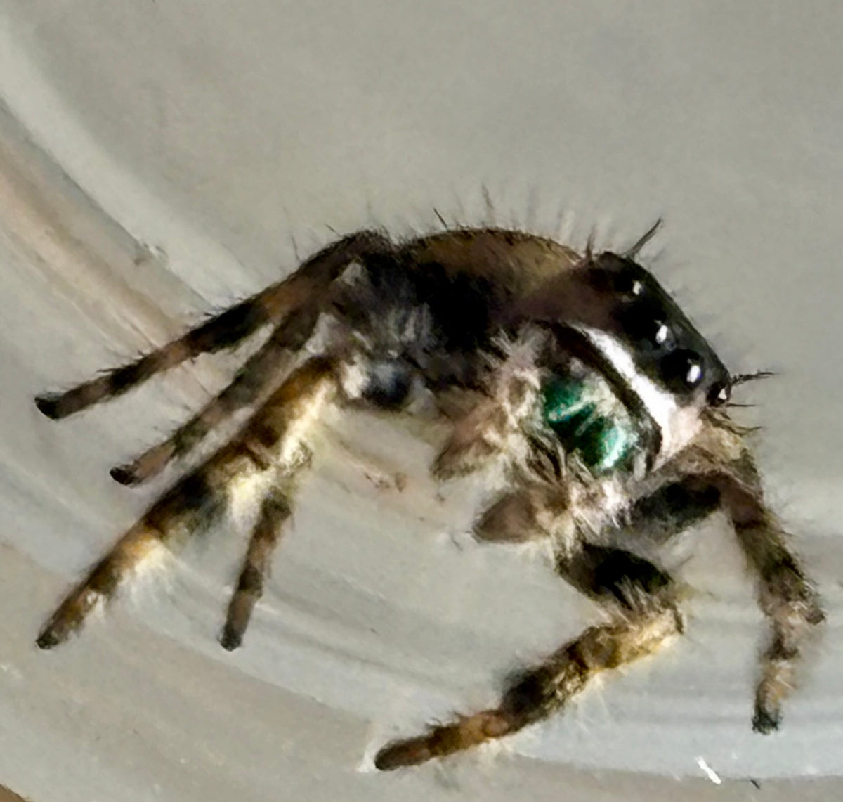 Phidippus Otiosus x Regius
