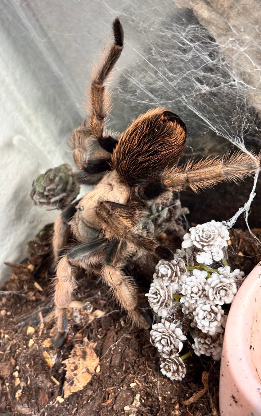 Aphonopelma chalcodes (Arizona Blonde)