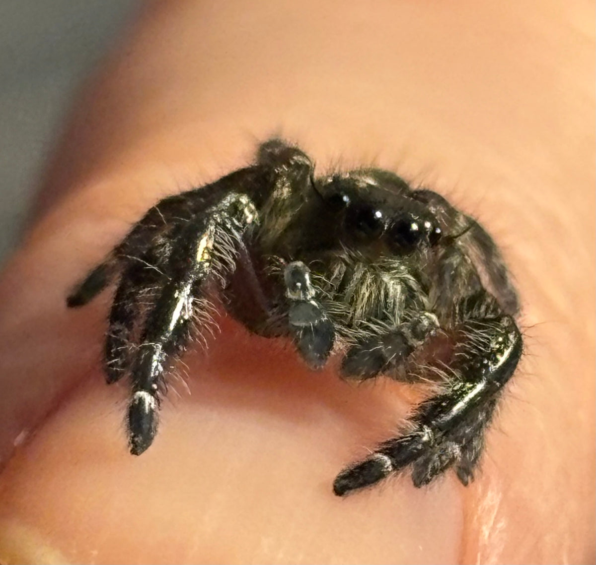 Subadult Male Hyllus diardi