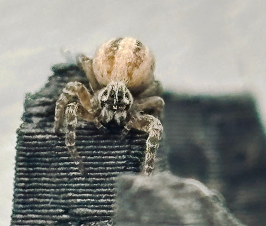 Stegodyphus lineatus | The Incredible Velvet Spider