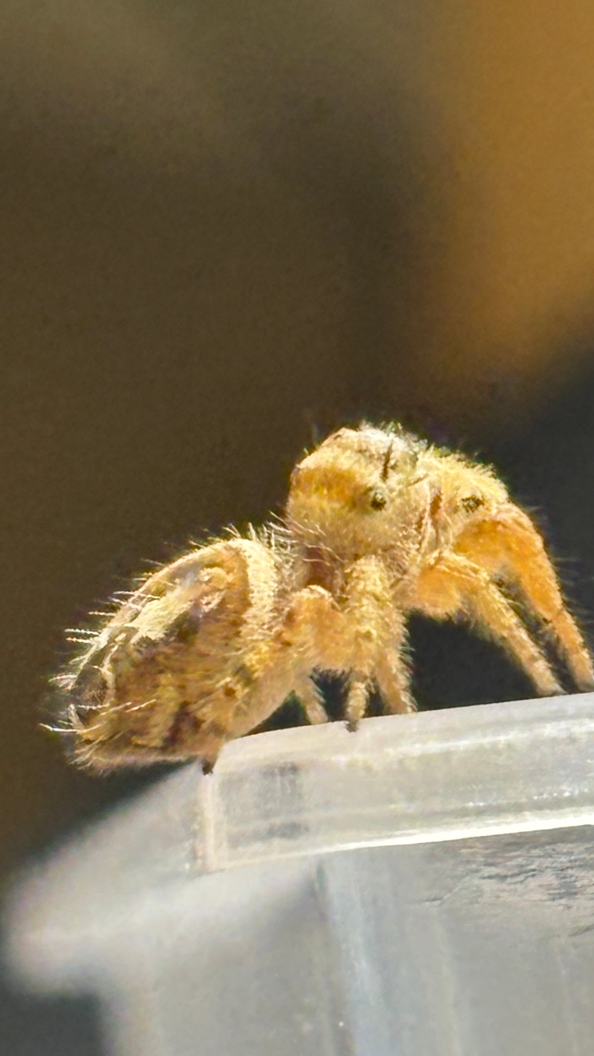 Breeder’s Choice Phidippus Arizonensis