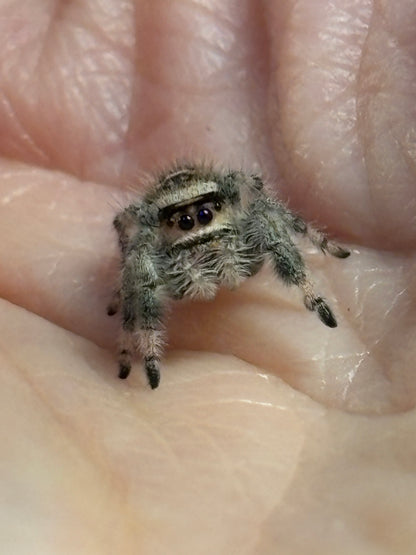 Phidippus Regius