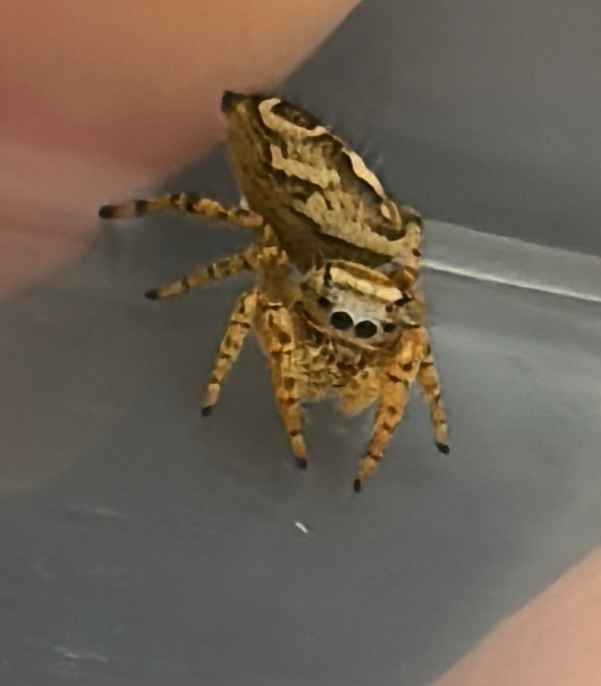 Breeder’s Choice Phidippus Arizonensis