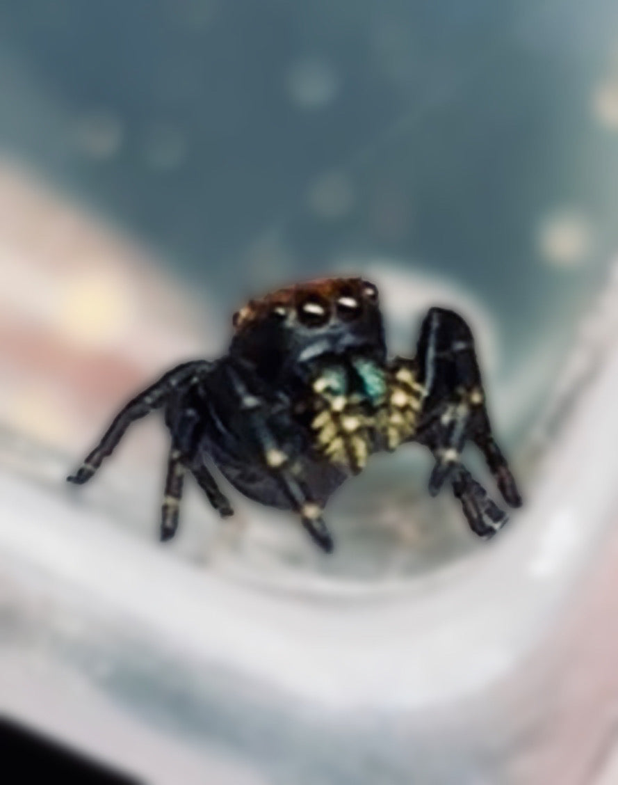 Phidippus Apacheanus