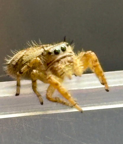 Breeder’s Choice Phidippus Arizonensis