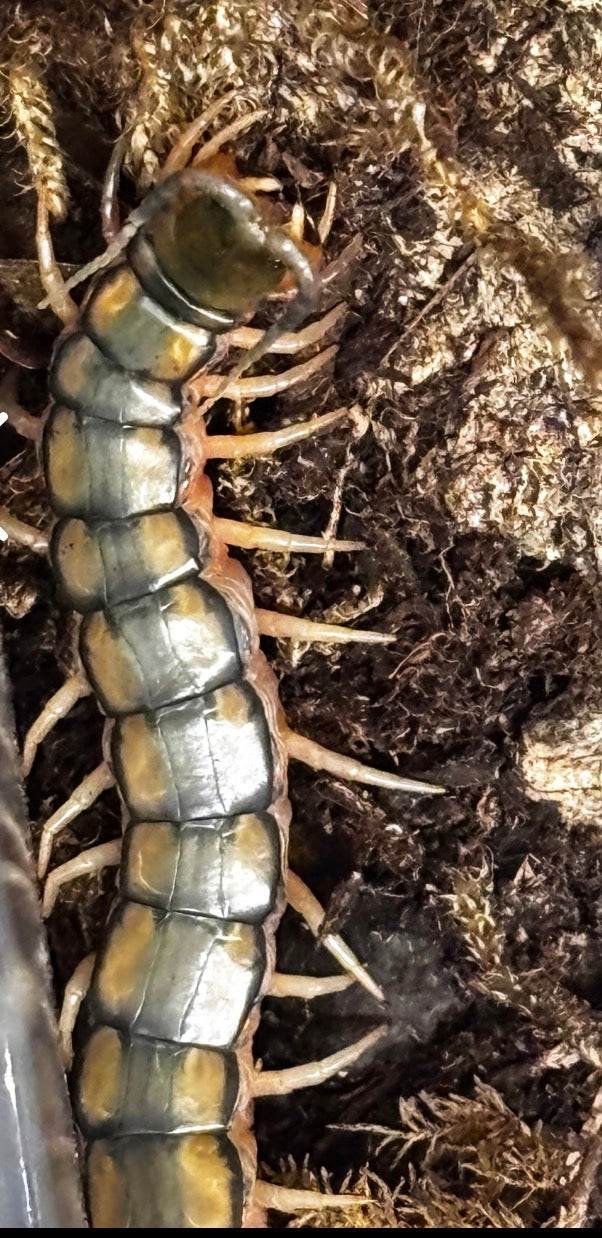 Scolopendra cingulata