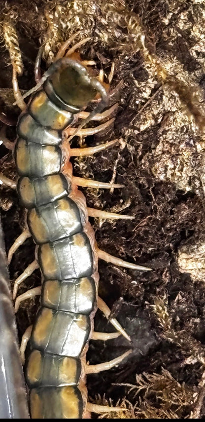 Scolopendra cingulata