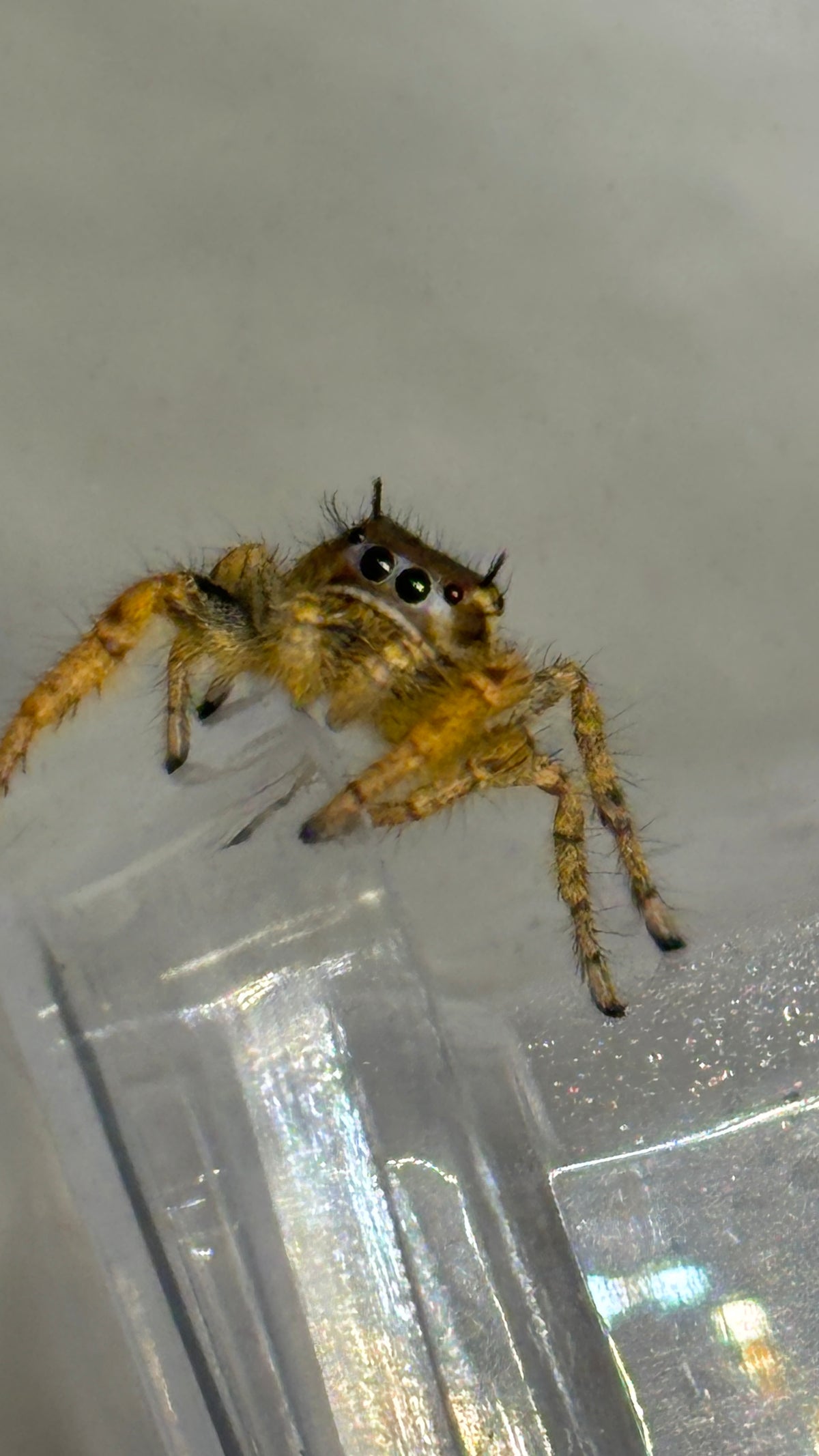 Breeder’s Choice Phidippus Arizonensis