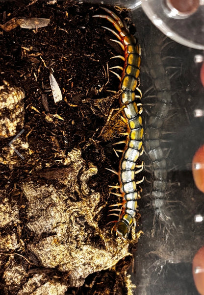 Scolopendra cingulata