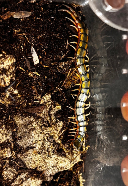Scolopendra cingulata