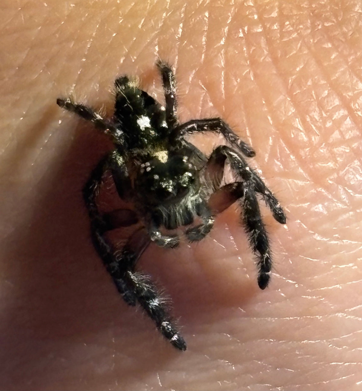 Subadult Male Hyllus diardi