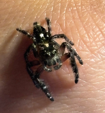 Subadult Male Hyllus diardi