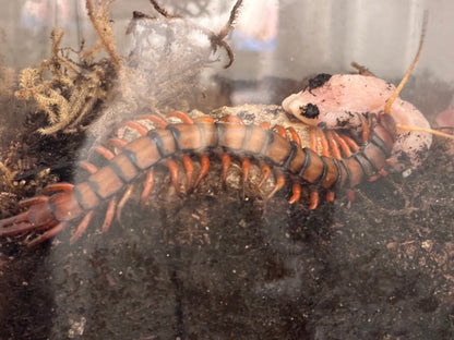 Scolopendra Dehaani