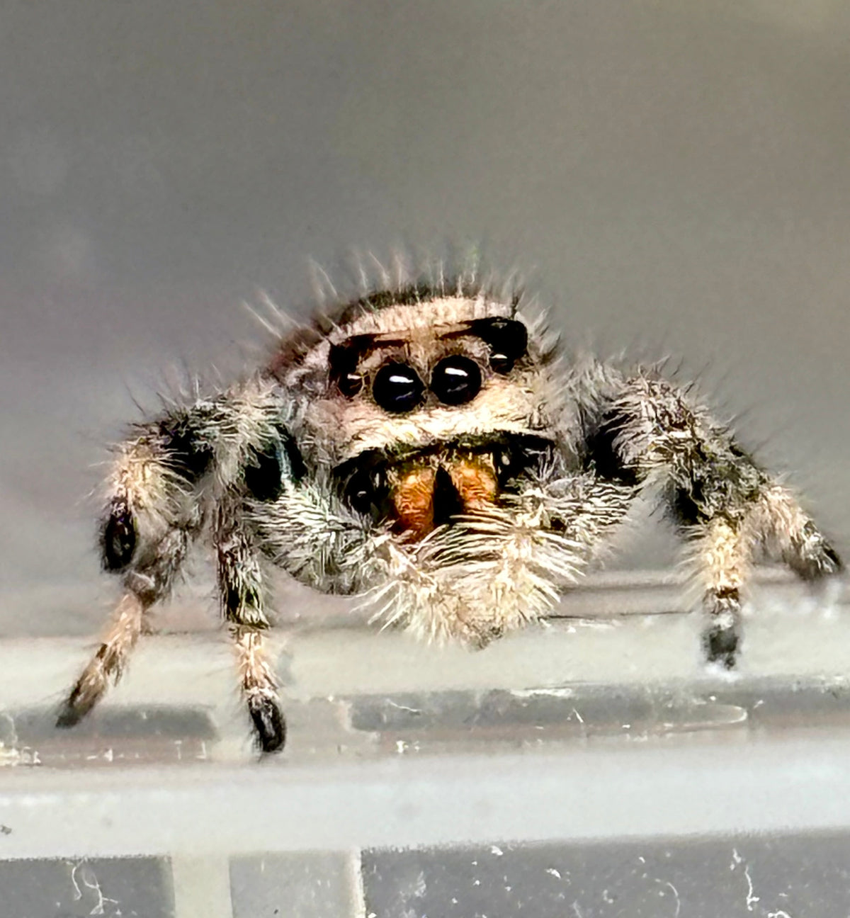 Phidippus Regius Juvenile Female