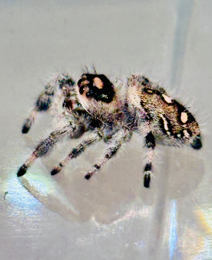 Phidippus Regius