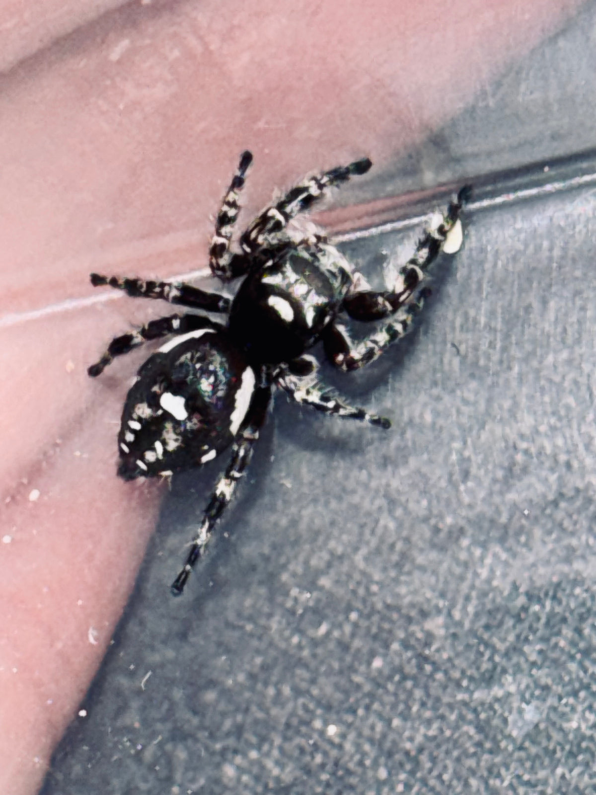 Phidippus Richmani