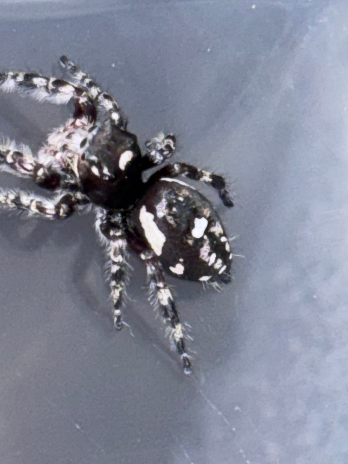 Phidippus Richmani