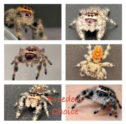 Breeders Choice Phidippus Regius Juvenile Female