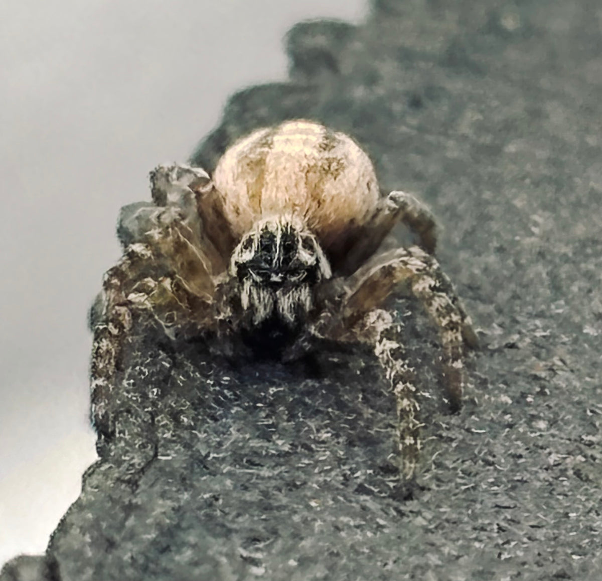 Stegodyphus lineatus | The Incredible Velvet Spider