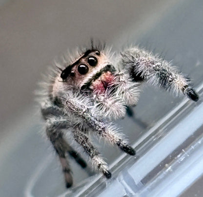 Phidippus Regius