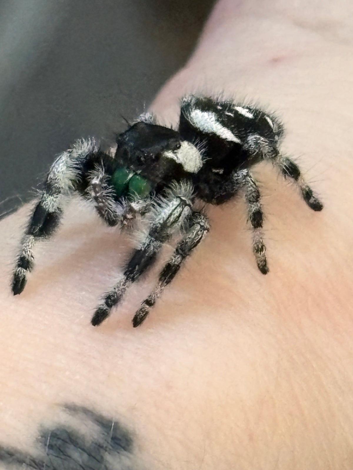 Phidippus regius × otiosus Hybrid