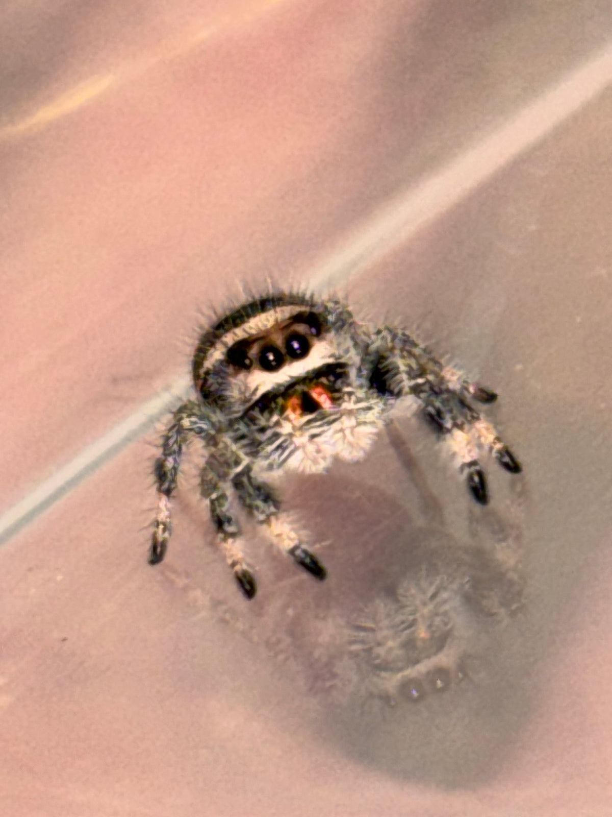 Phidippus Regius Juvenile Female